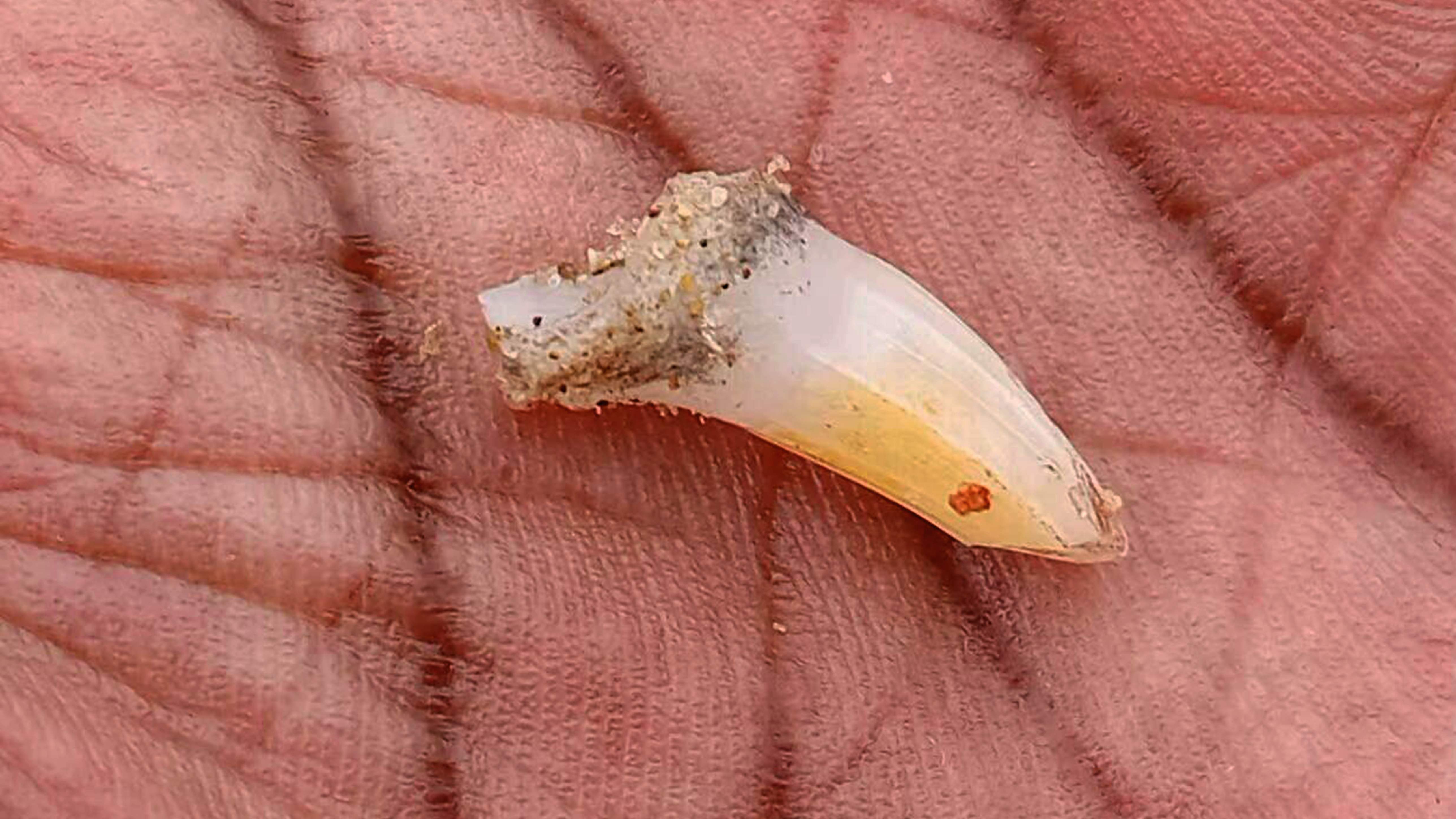 A tooth that fell off from the crocodile during a scuffle with residents. 